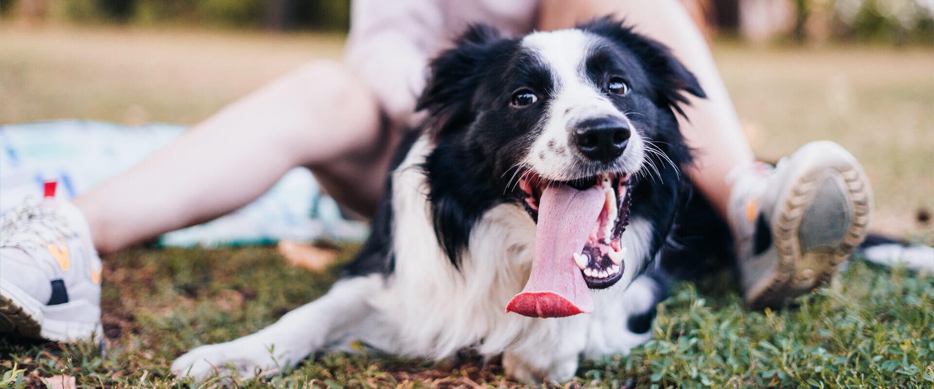 Border Collie blanco y negro con la lengua fuera, acostado en la hierba entre las piernas de las personas